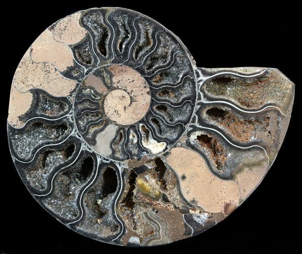 Split Black/Orange Ammonite (Half) - Unusual Coloration #55662